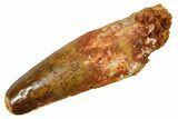 Fossil Spinosaurus Tooth - Feeding Worn Tip #373698-1